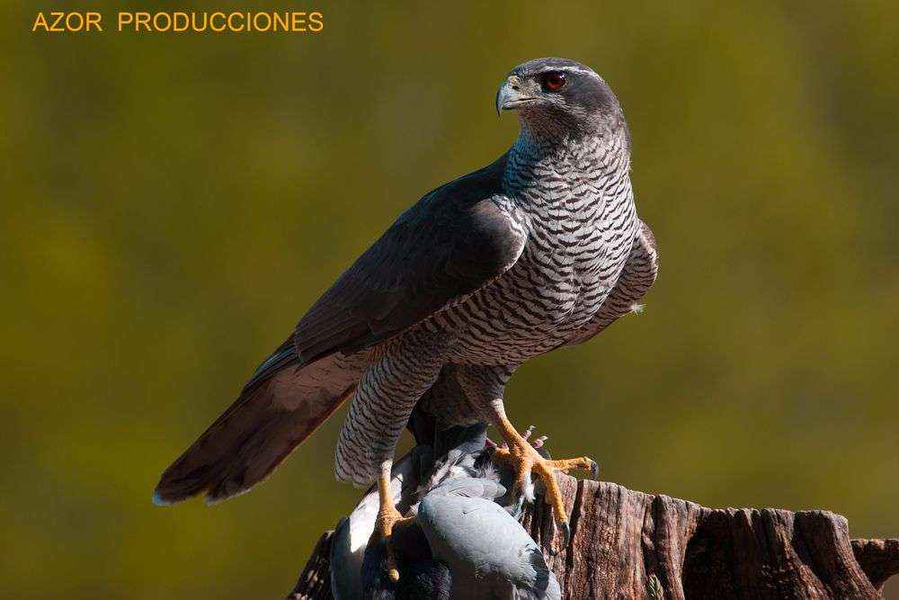 PEDN, nuevo colectivo en favor de la Producción Española de Documentales de Naturaleza