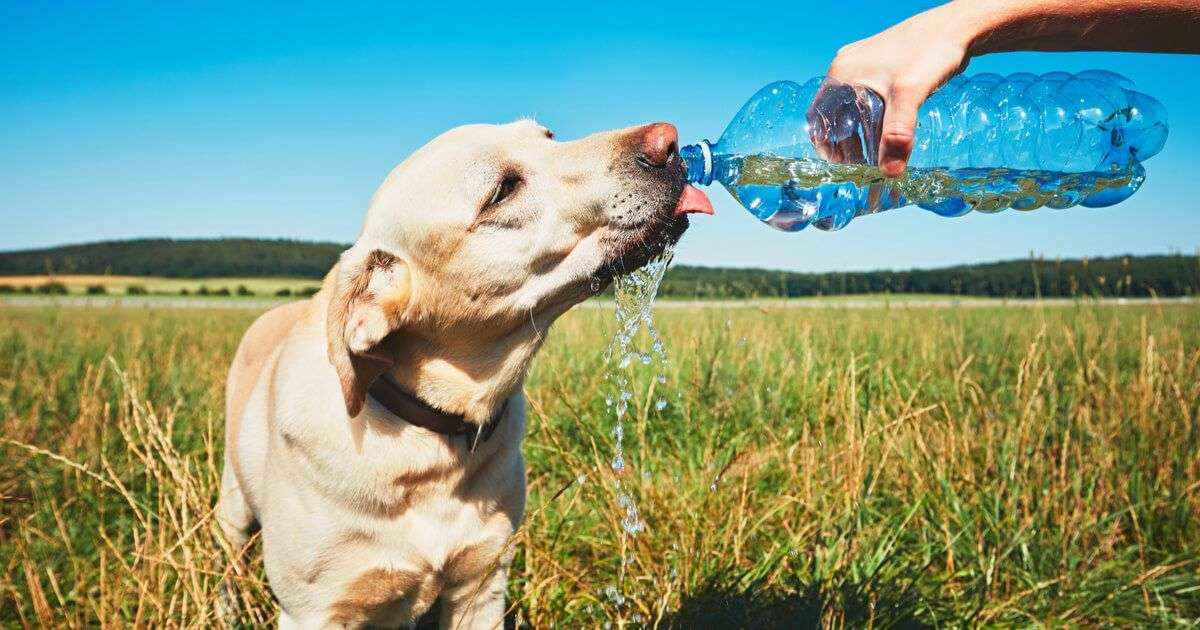 Claves para cuidar a las mascotas en verano, según Wamiz