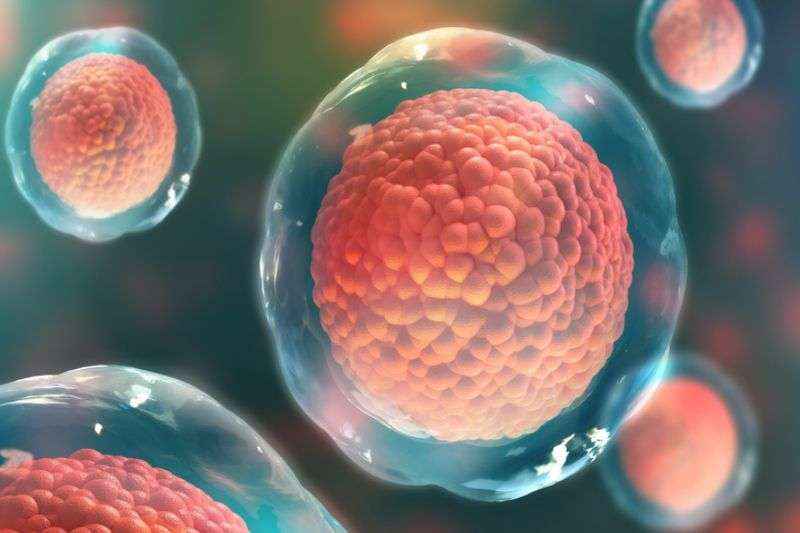 Científicos españoles y ucranianos colaboran en la creación de óvulos artificiales utilizando células madre