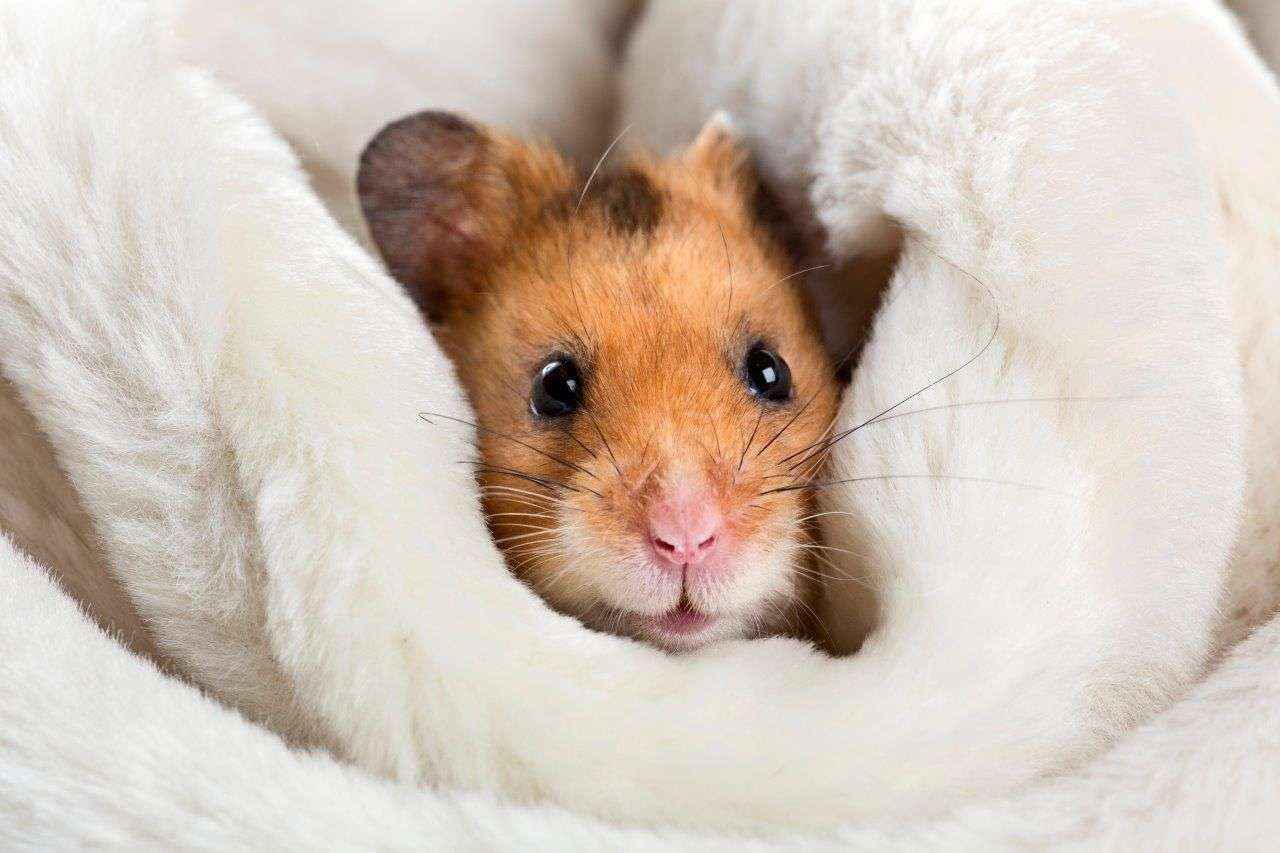 4 de Octubre, Día Mundial de los animales: Mucho más que perros y gatos