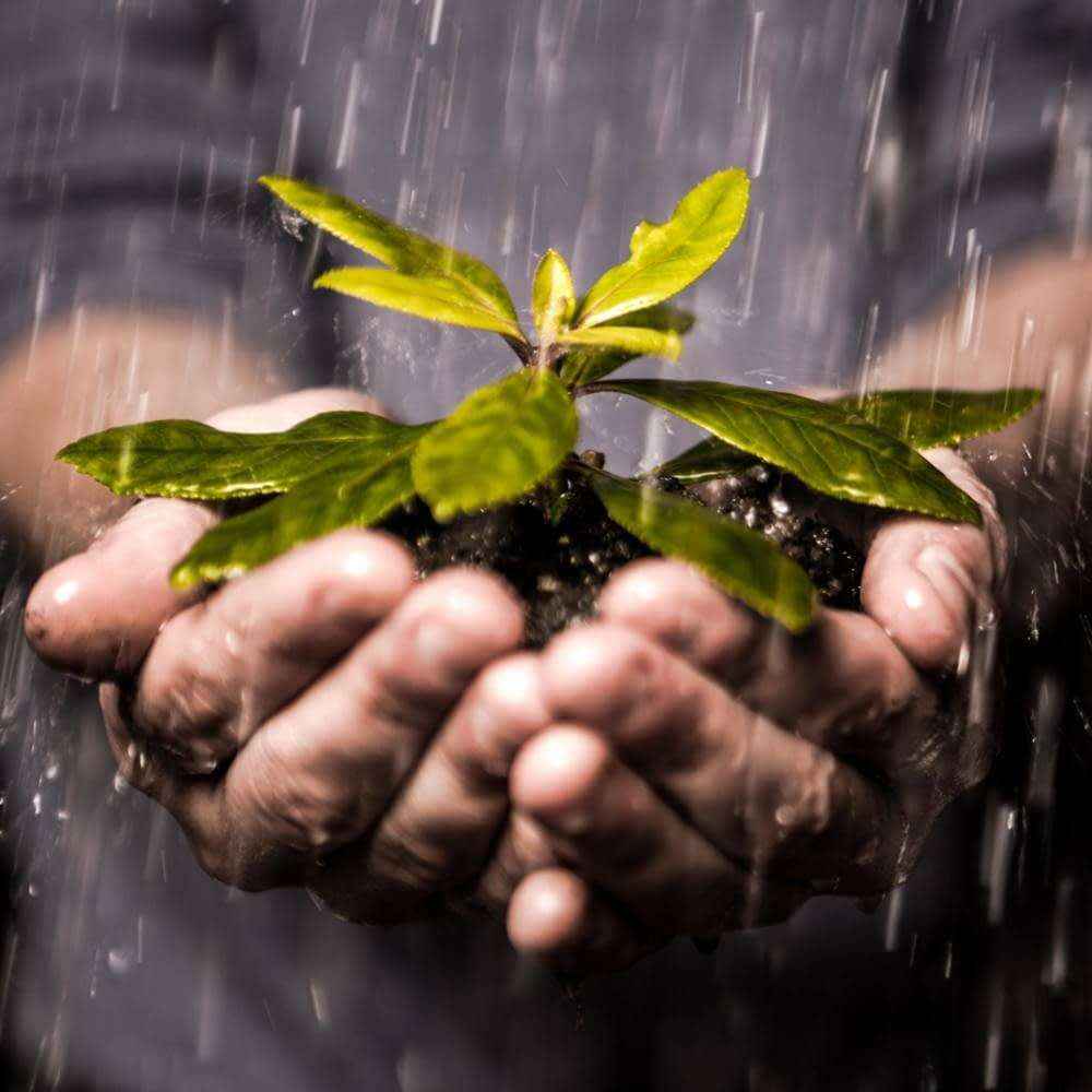 Qué es la Naturopatía por Mentnature