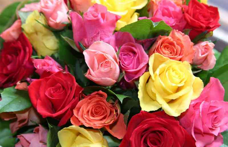 Significado de rosas según colores