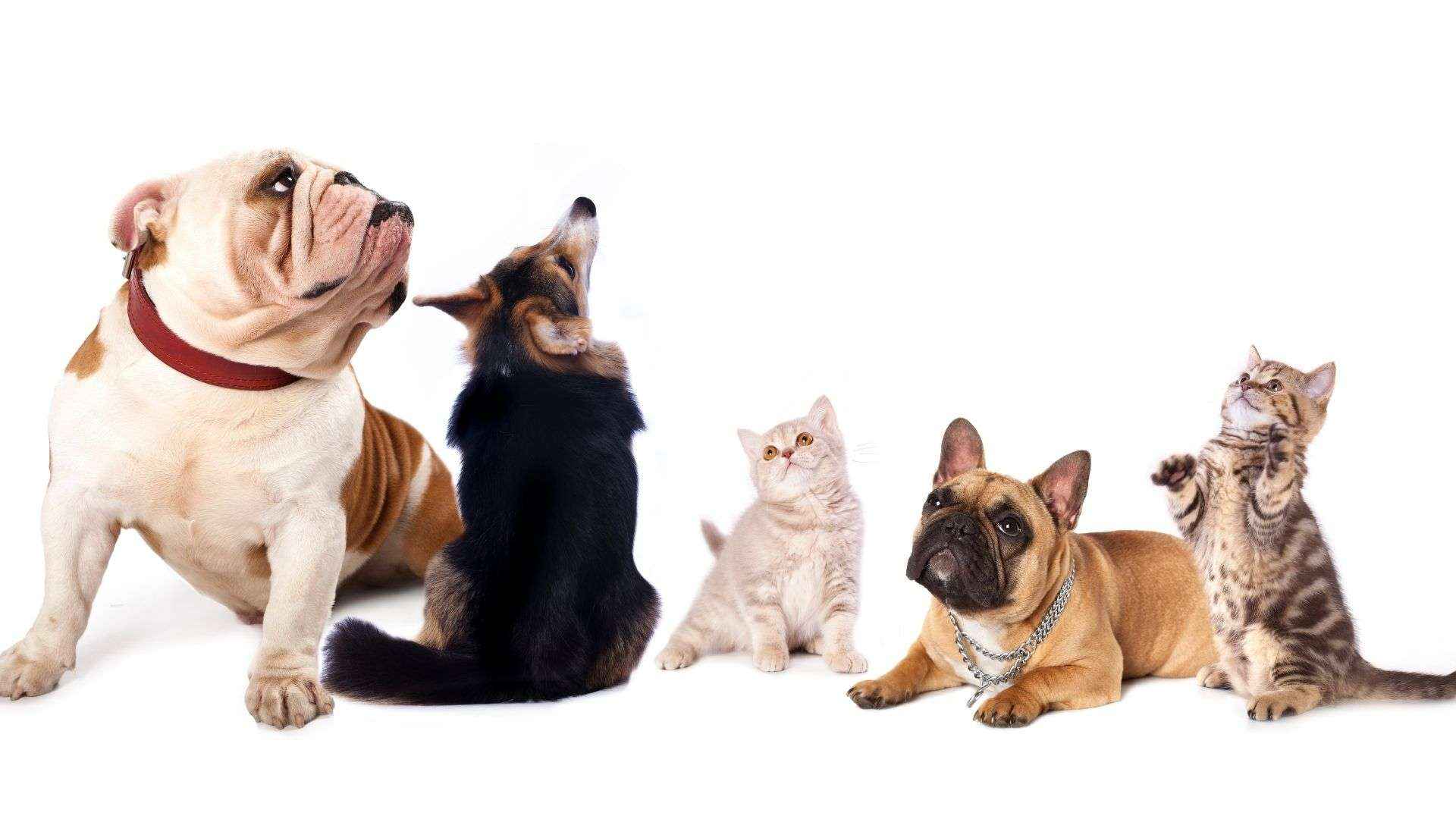 Ozonoterapia en Animales