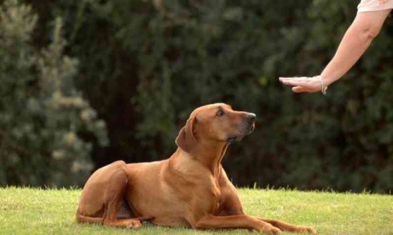 El adiestramiento para perros que necesitas está en Toledo