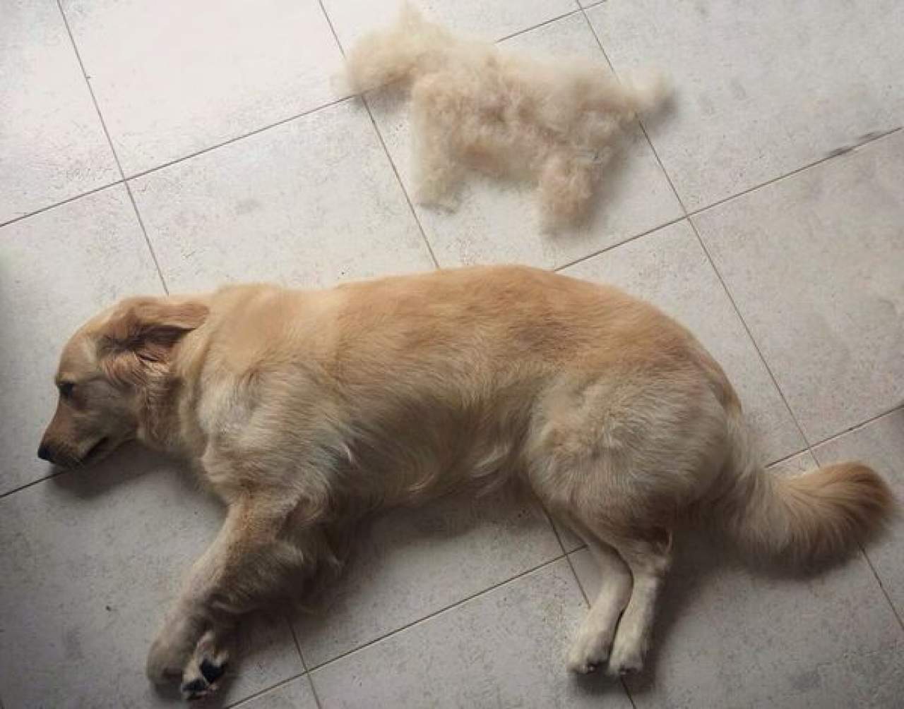 La muda no estacional en los perros, ¿Tiene tratamiento?