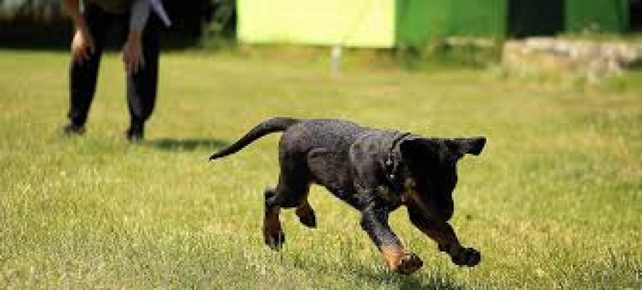 Adiestrador canino en Toledo