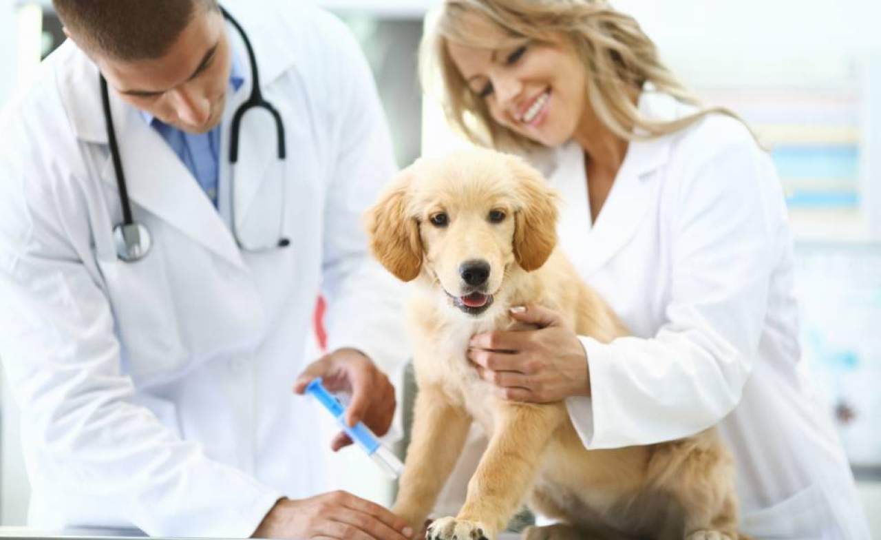 Cursos reconocidos  de veterinaria Madrid