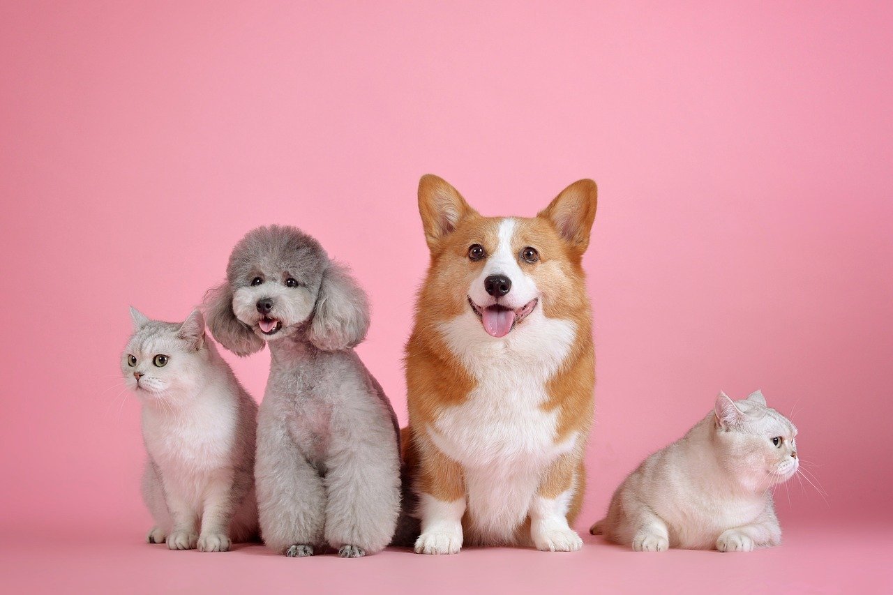 Tienda de veterinaria online para el cuidado de tu mascota