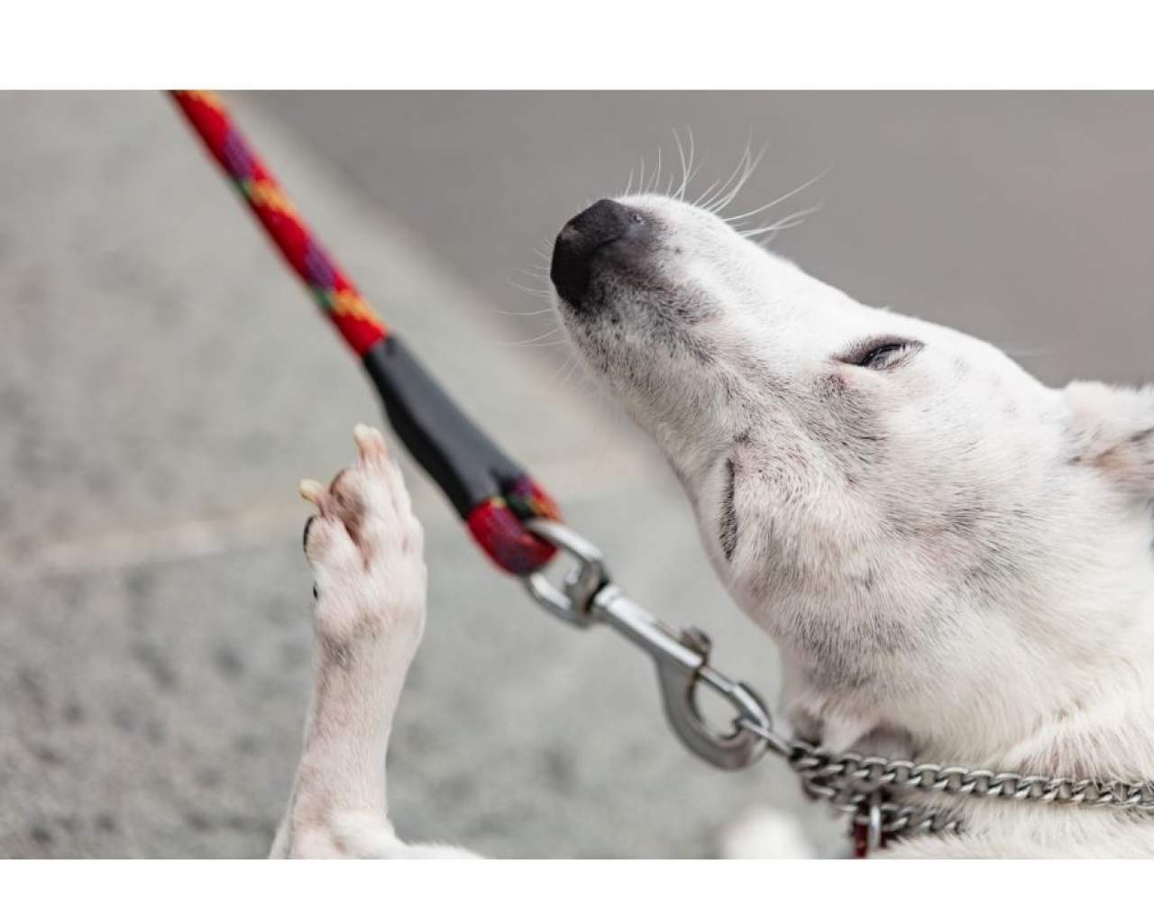 ¿Cómo escoger un antiparasitario para mi perro?