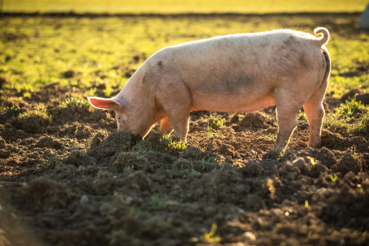 Carne ecológica Campos en Ahorra en Bolboreta, productos de primeras marcas