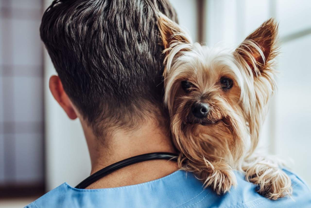 Veterinario en Algeciras de urgencia: El Estrecho