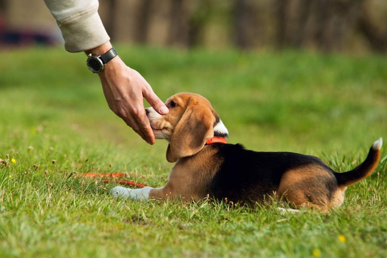 Binomium, adiestramiento de cachorros en Zaragoza