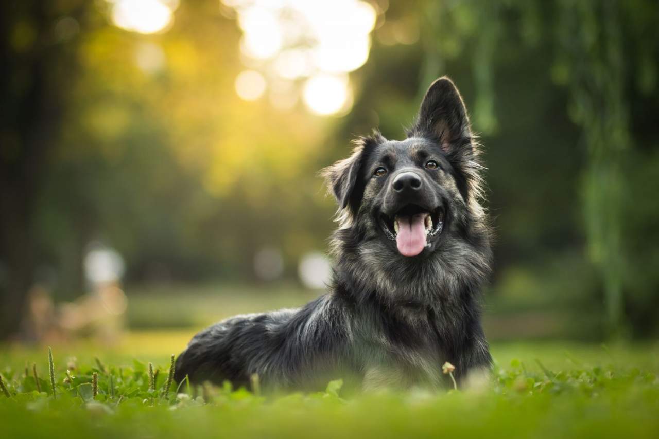 La Clínica veterinaria El Estrecho recomienda la ozonoterapia para animales
