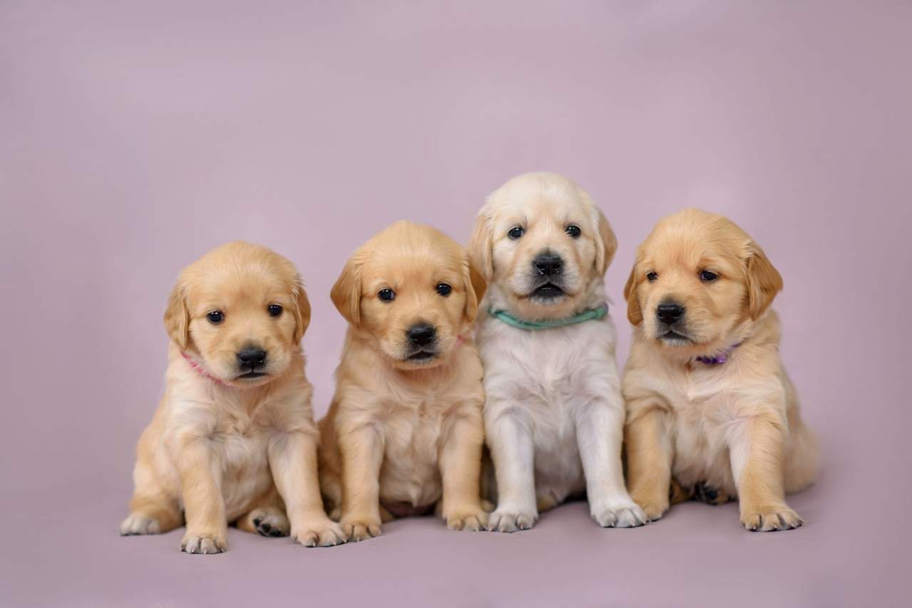 Tienda Cachorro: La pandemia ha propiciado un aumento en el número de adopciones y personas interesadas en comprar perro en Madrid