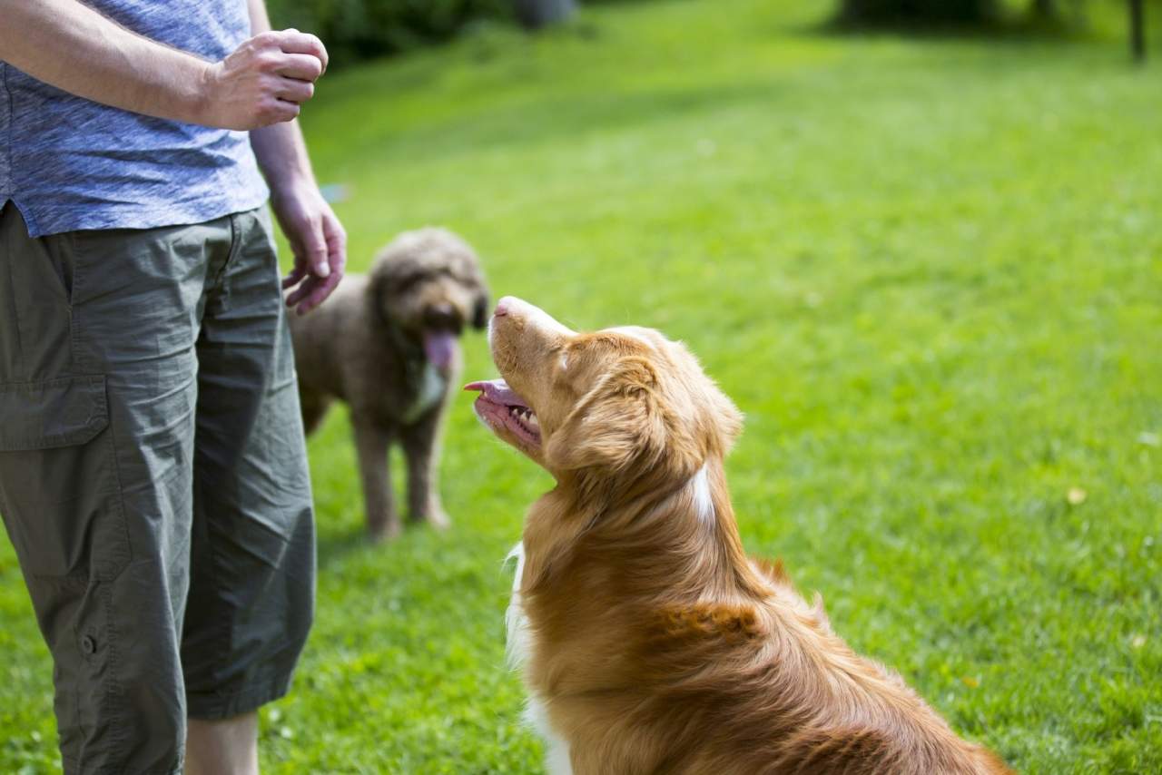 Binomium: el adiestrador de perros en Zaragoza