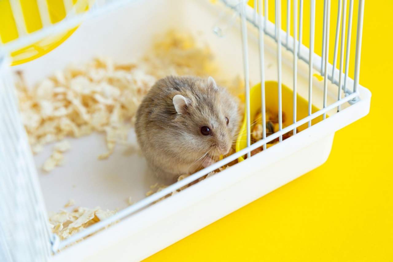Jaulanimal: Escoger jaula para mascota de manera eficiente