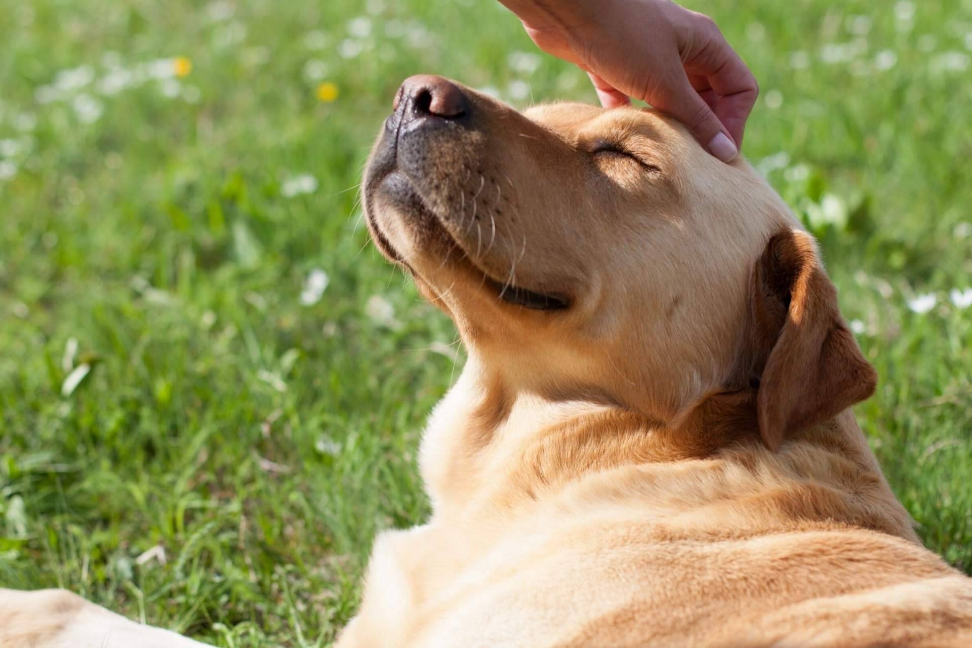 La ozonoterapia en animales se consolida como una técnica eficaz para el tratamiento de ciertas patologías por la clínica veterinaria El Estrecho