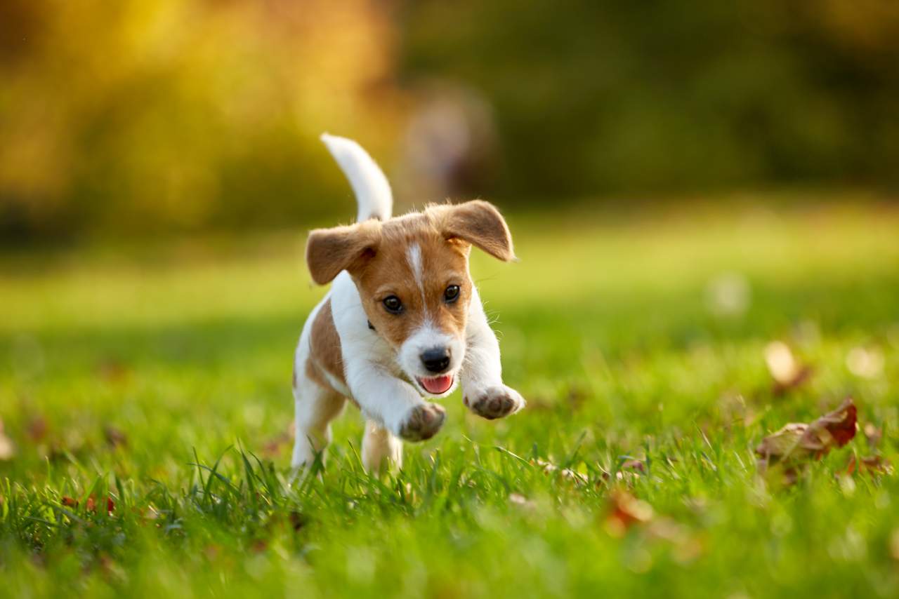 Adiestrador de perros en Zaragoza: Factor Amigo