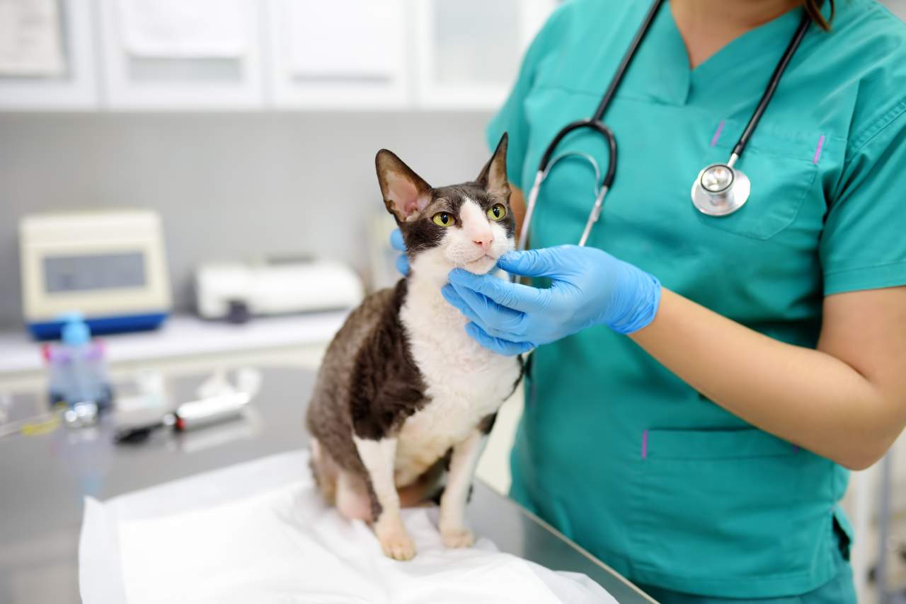 PetClinic: software veterinario que ayuda a la reducción del uso de papel