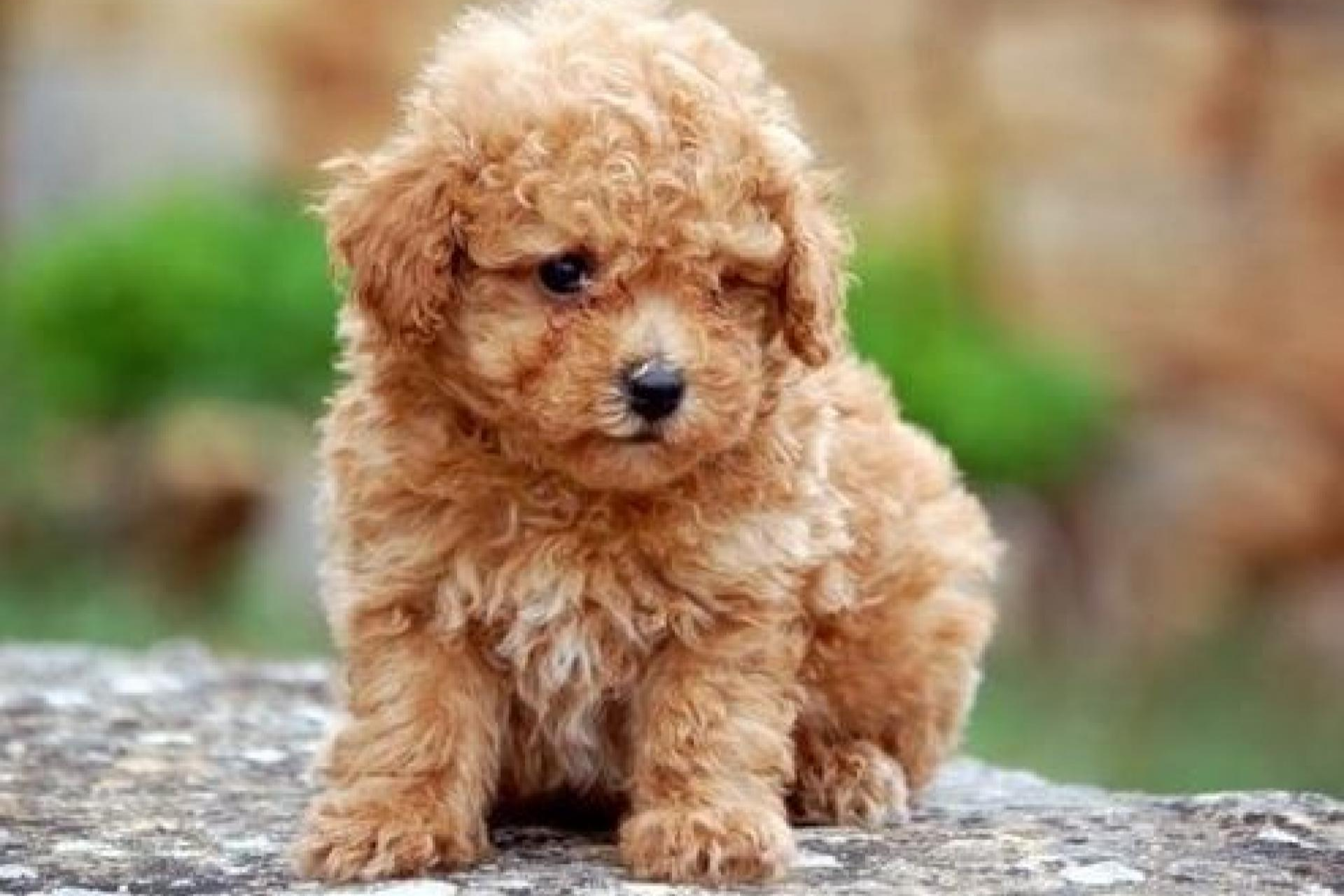 Tienda Cachorro: venta de cachorros de núcleo zoológico y servicio de cualidad