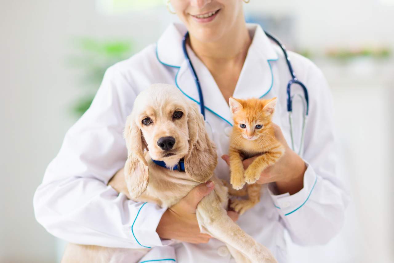 Clínica veterinaria de urgencias en Algeciras, El Estrecho