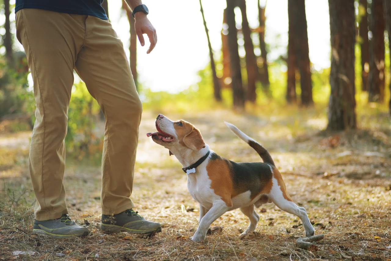 Los profesionales de Binomium se encargan de adiestrar perro trufero en España