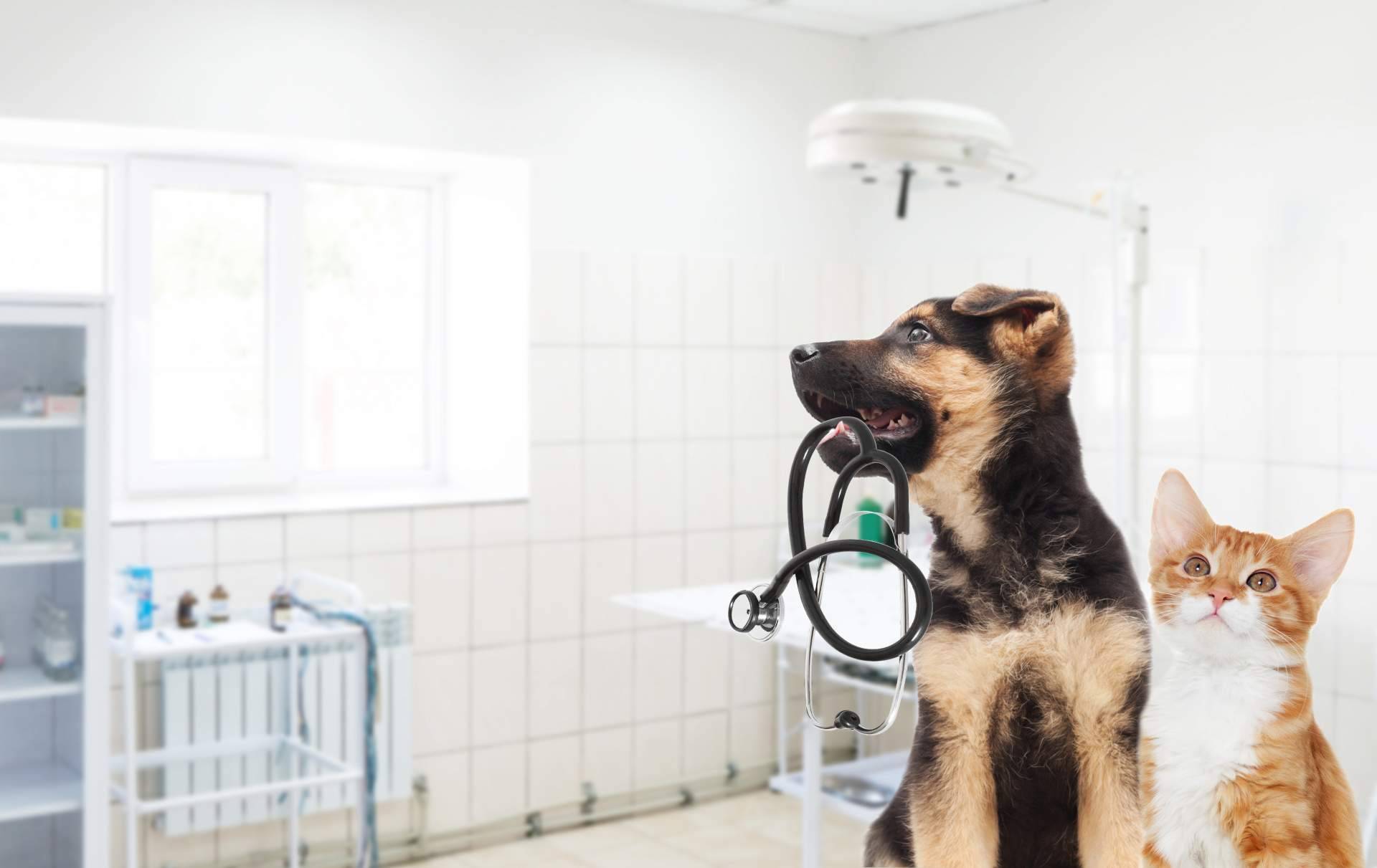 Clínicas veterinarias en Algeciras mejor valoradas: El Estrecho Clínica Veterinaria