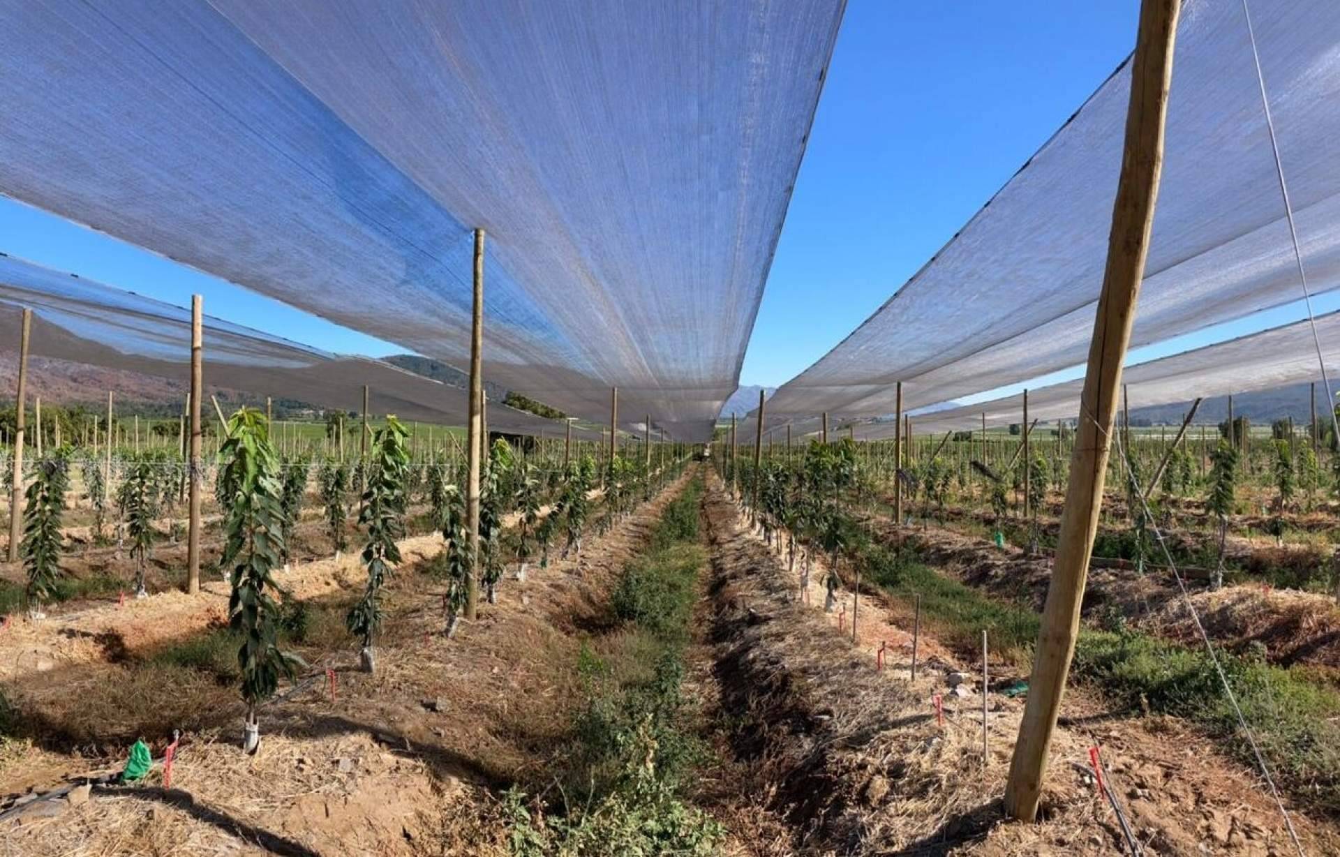 Malla termodifusora con partículas de aluminio: mejorar la calidad de los cultivos gracias a la compañía AGRALIA