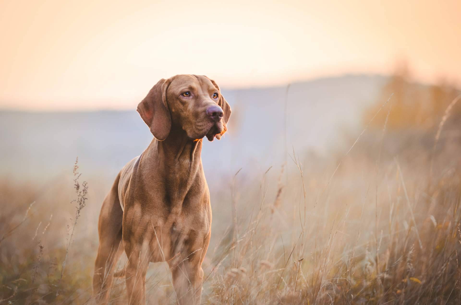 Wolves Legacy ofrece cursos certificados gratuitos de nutrición, psicología y adiestramiento caninos
