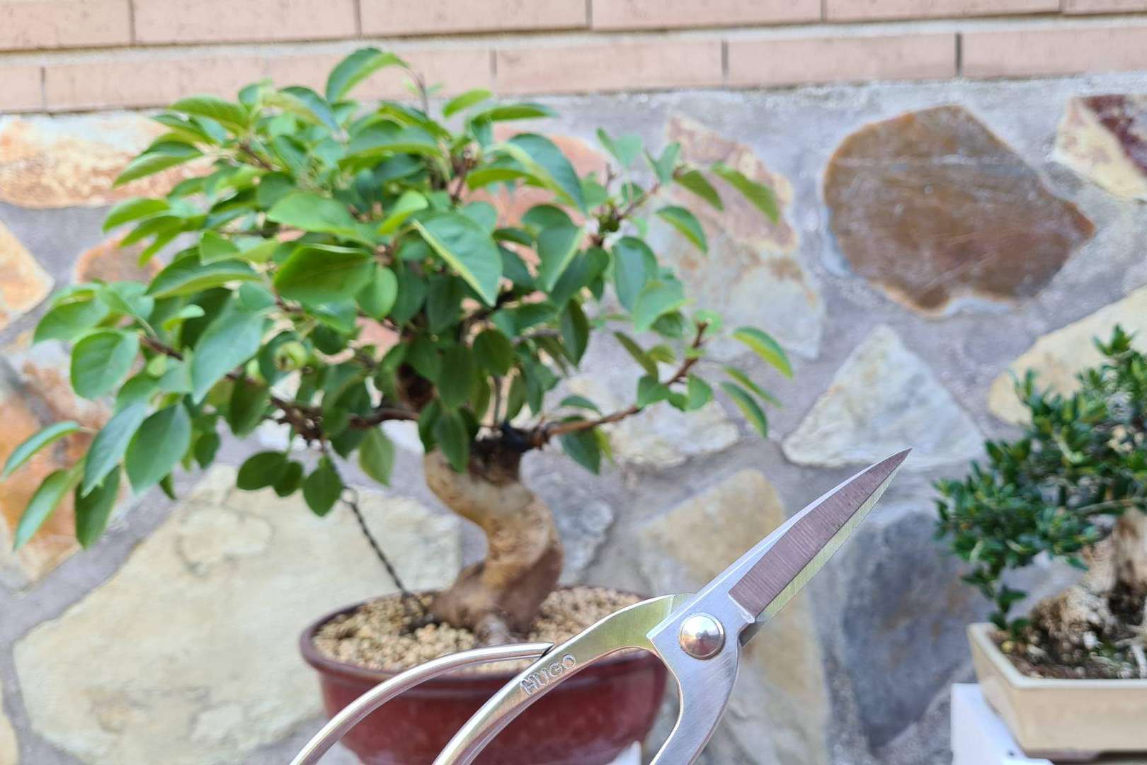 Hugo Bonsai: todas las herramientas que se necesitan para un bonsái
