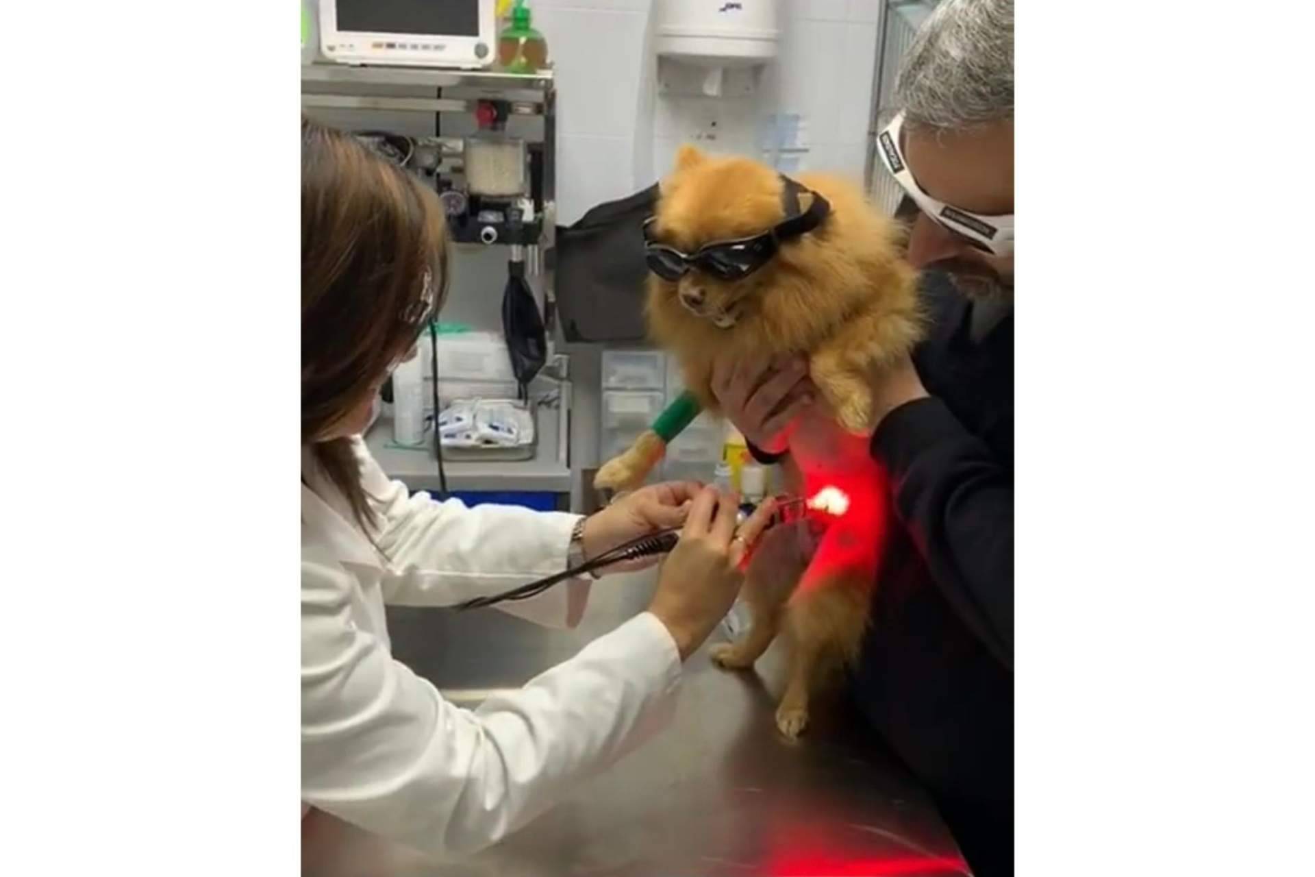 Clínica Veterinaria Mascotiti: todo lo que hay que saber sobre la prevención de enfermedades para la mascota