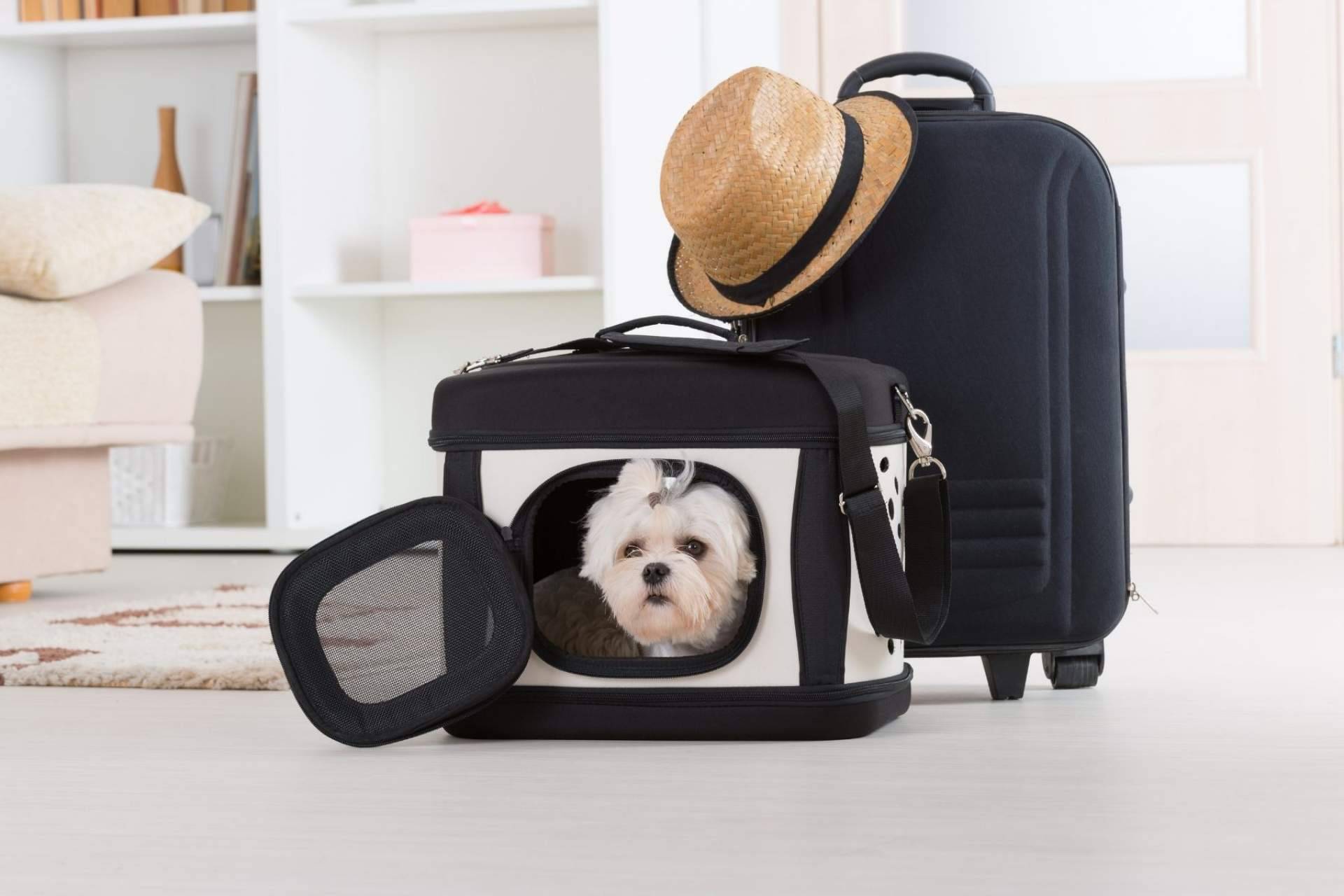 Animalzone: las vacaciones y las mascotas no son incompatibles