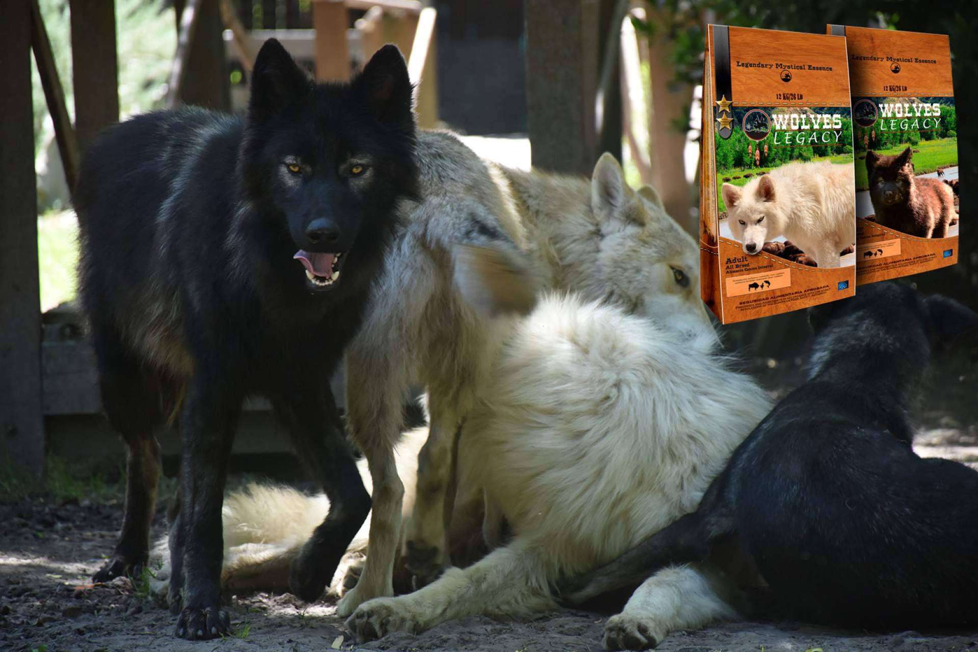 ¿Por qué son tan importantes los lobos y perros lobos CRW para Wolves Legacy?