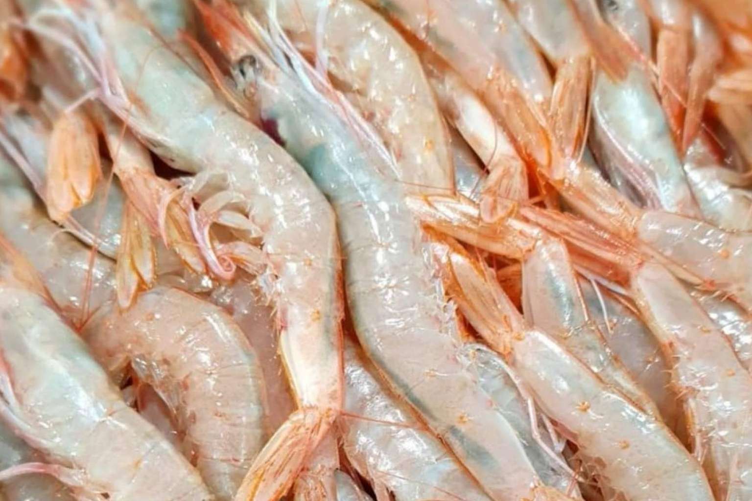 Calidad y frescura del pescado y marisco de comprarpescadoonline.es
