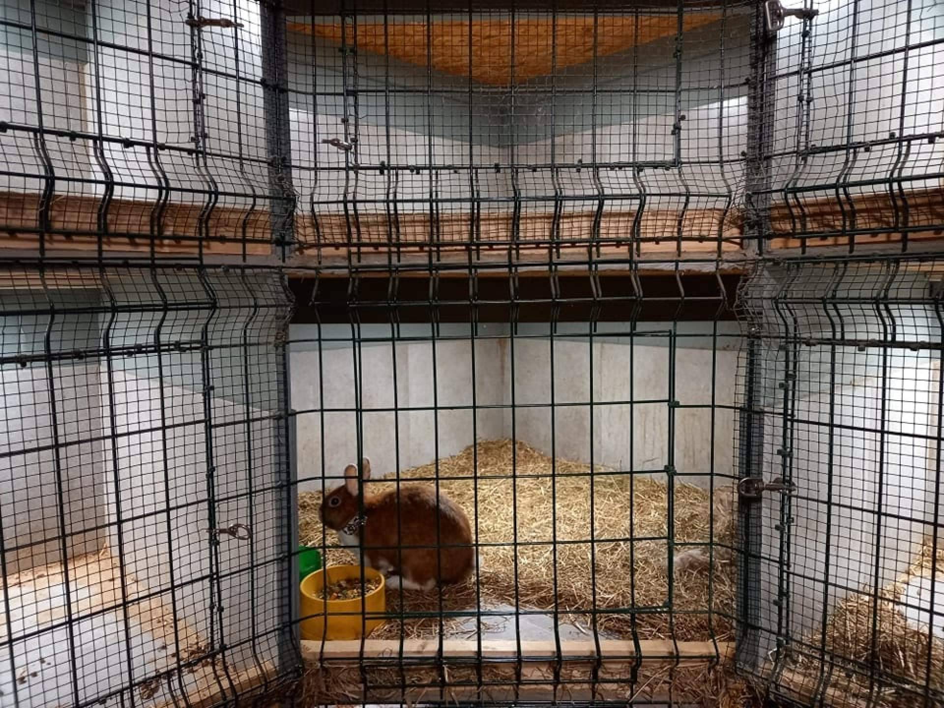 Amaita Mascotas, el hotel de mascotas en Irún