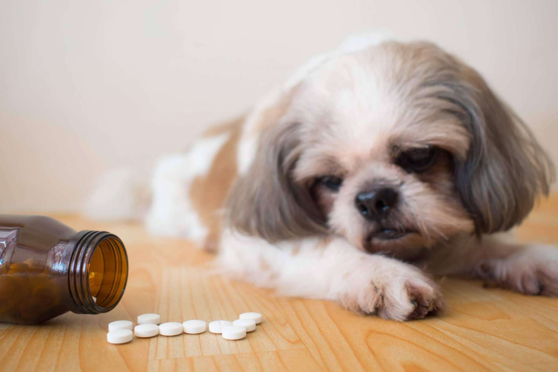 Los beneficios de los suplementos para mascotas de Mediterranean Superfoods