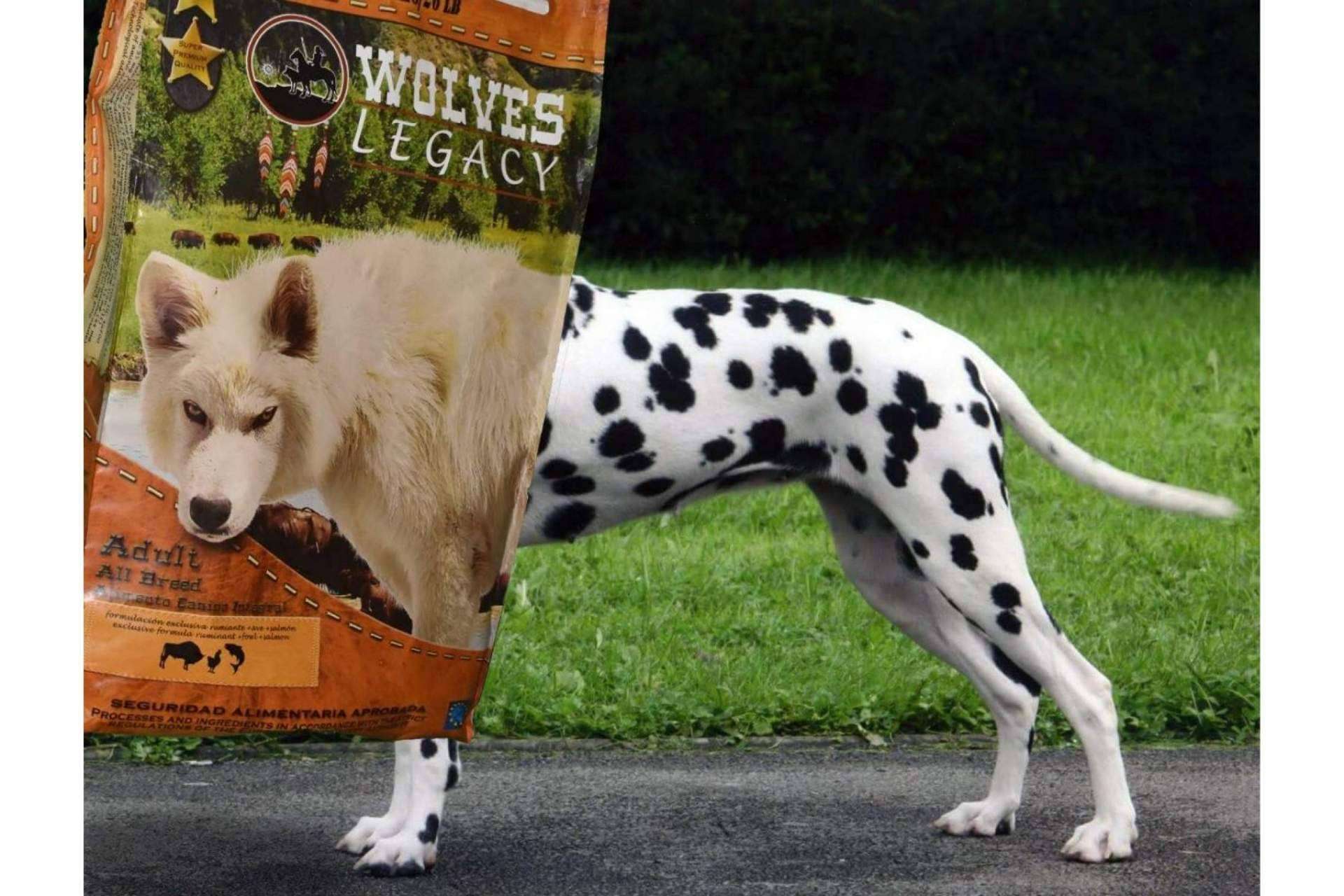 ¿Deberían ser variados los piensos para perros? Wolves Legacy