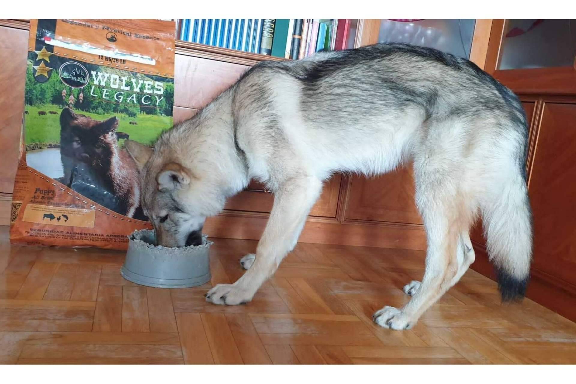 Wolves Legacy cuenta con algunas de las mejores opiniones del pienso para perros