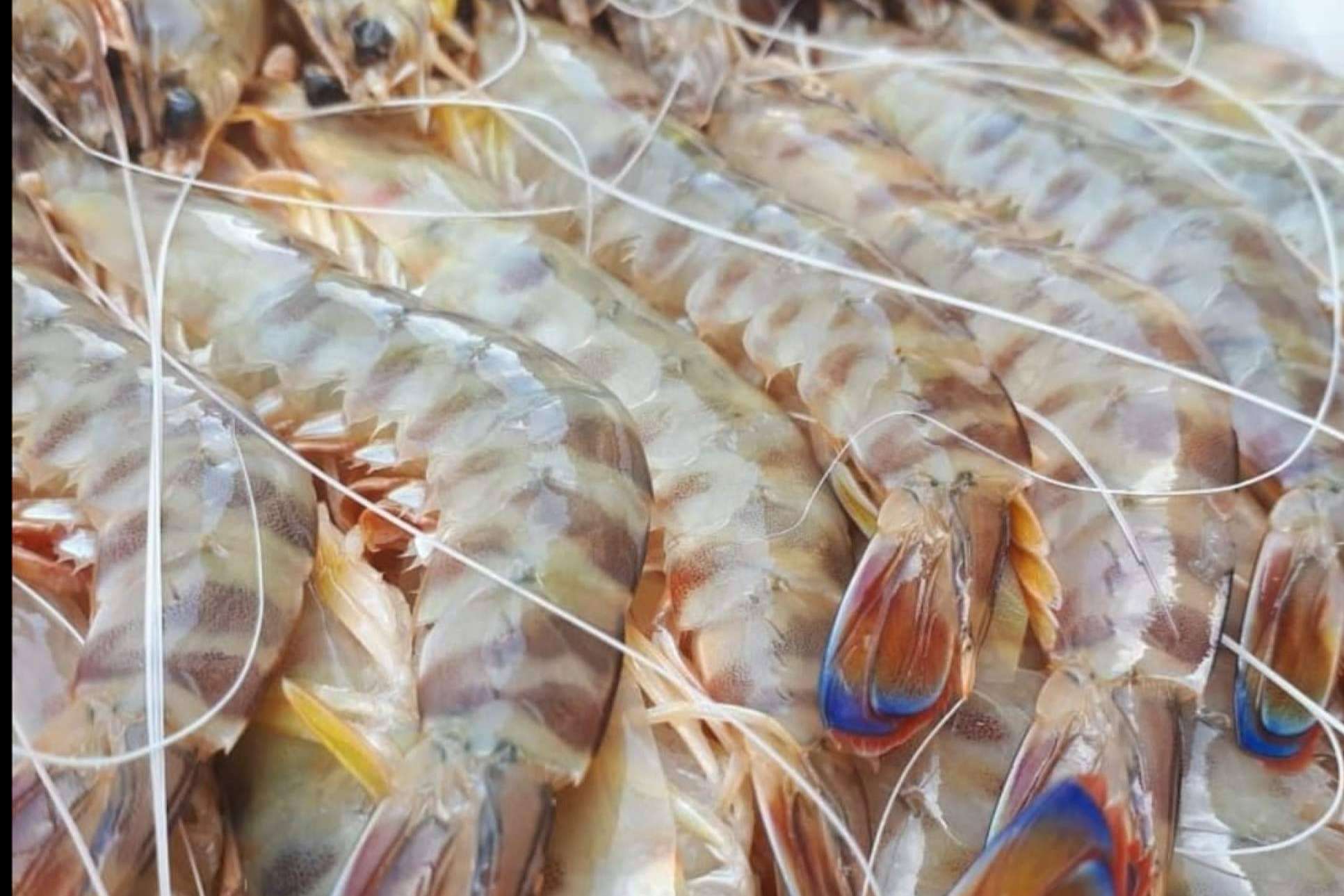 De la lonja a la mesa con comprarpescadoonline.es: los langostinos de Sanlúcar