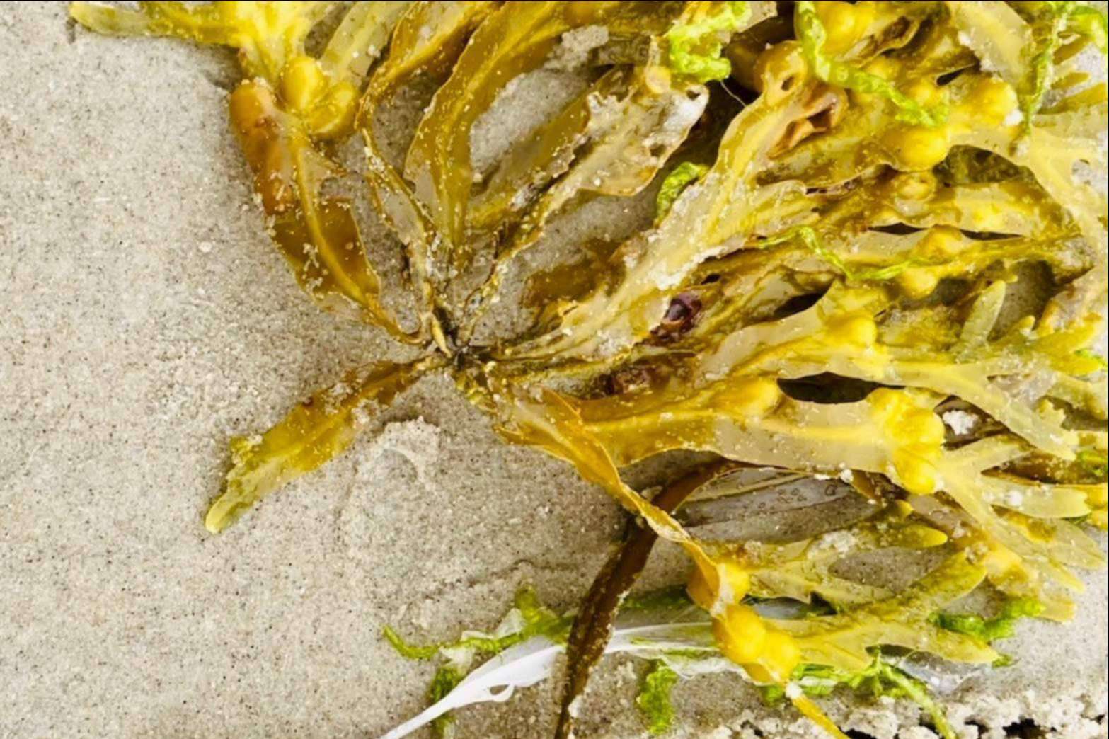 Los beneficios y los A-efectos del Fucoidan que garantizan la salud cardiovascular, celular y de microbiota