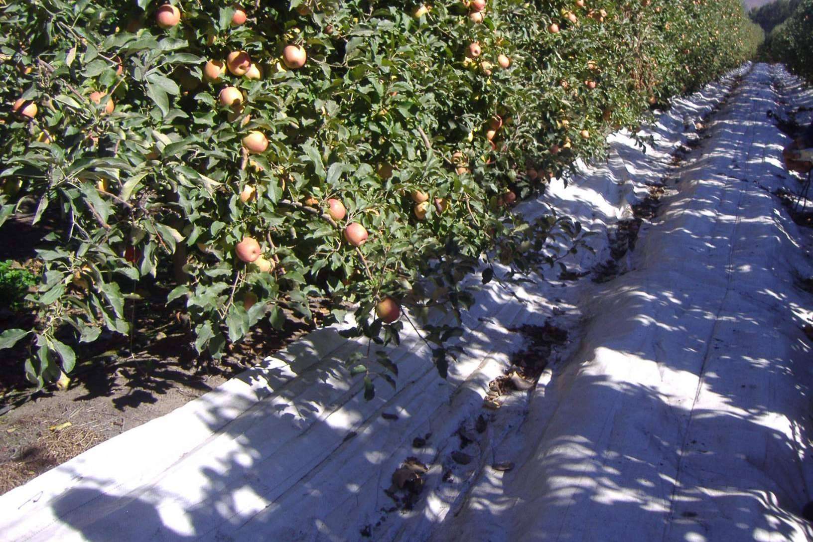 Agrisoil, el tejido cubresuelos de Agralia