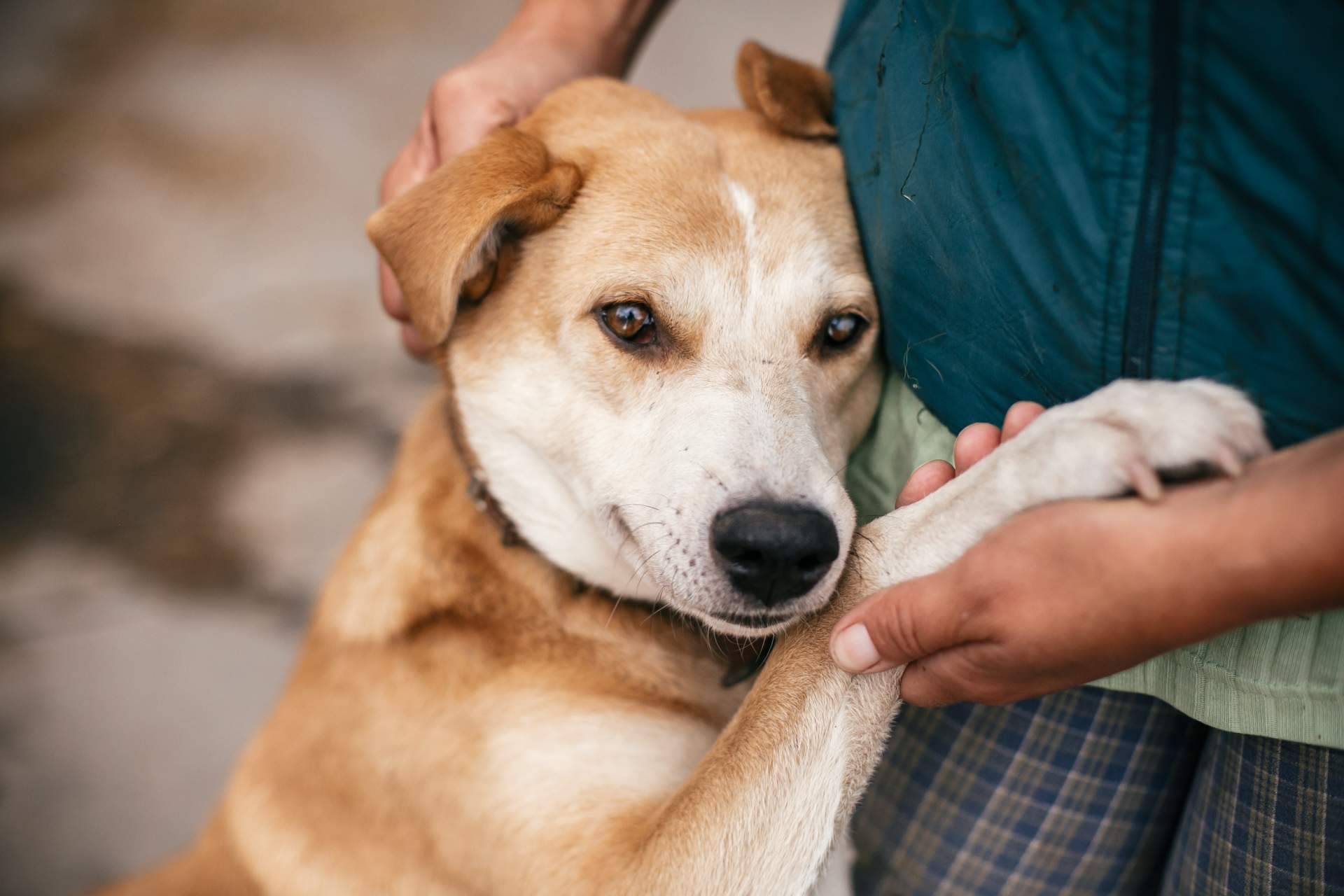 Encontrar a los peludos en adopción que más se ajusten al estilo de vida del usuario: MIWUKI