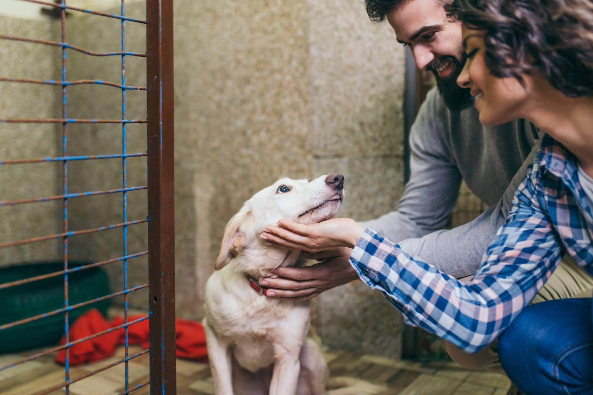 ¿Cómo ayudar a protectoras y asociaciones de animales en Madrid?: Adopta un Animal