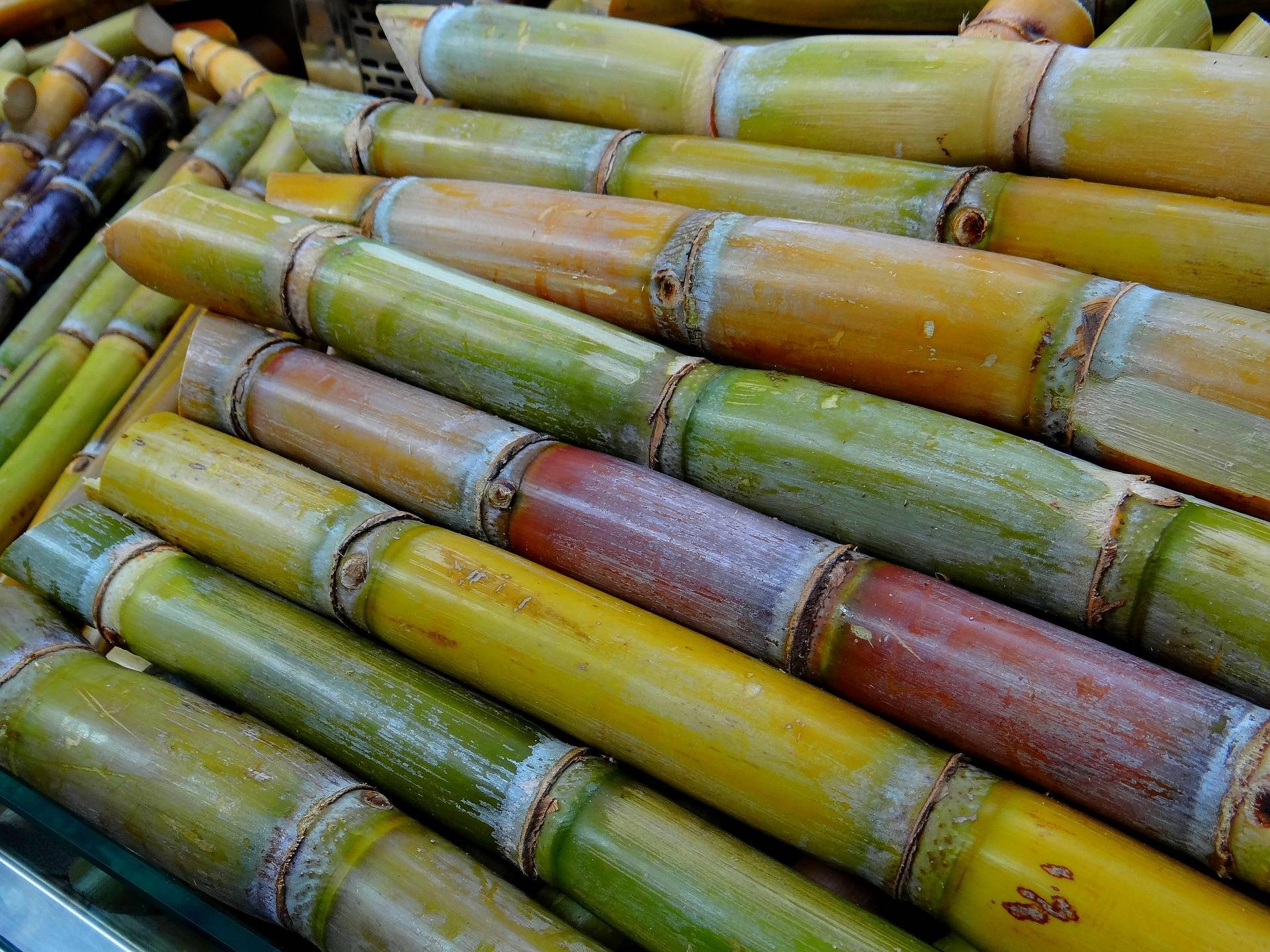 CAÑAPACK supone la revolución del packaging sostenible respetuoso con el medioambiente