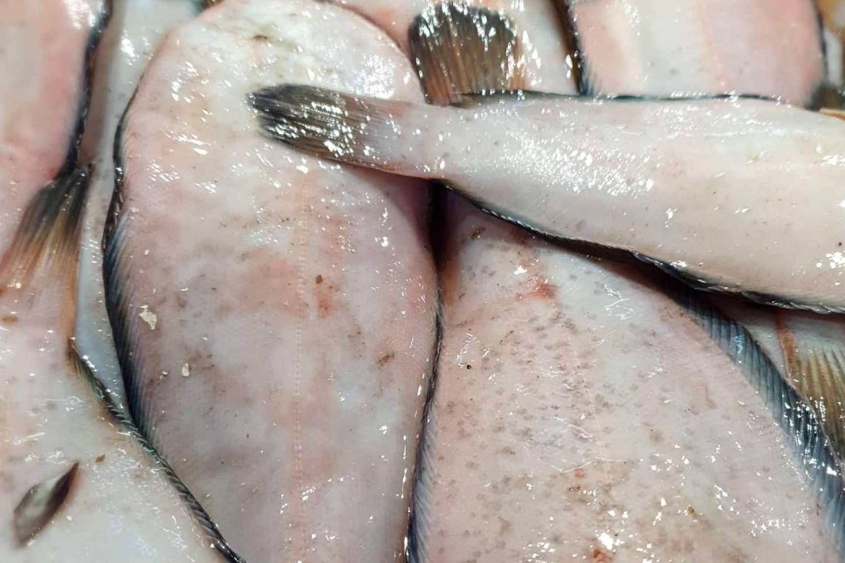 La base de una dieta equilibrada se encuentra en el pescado azul y el pescado blanco de Comprarpescadoonline