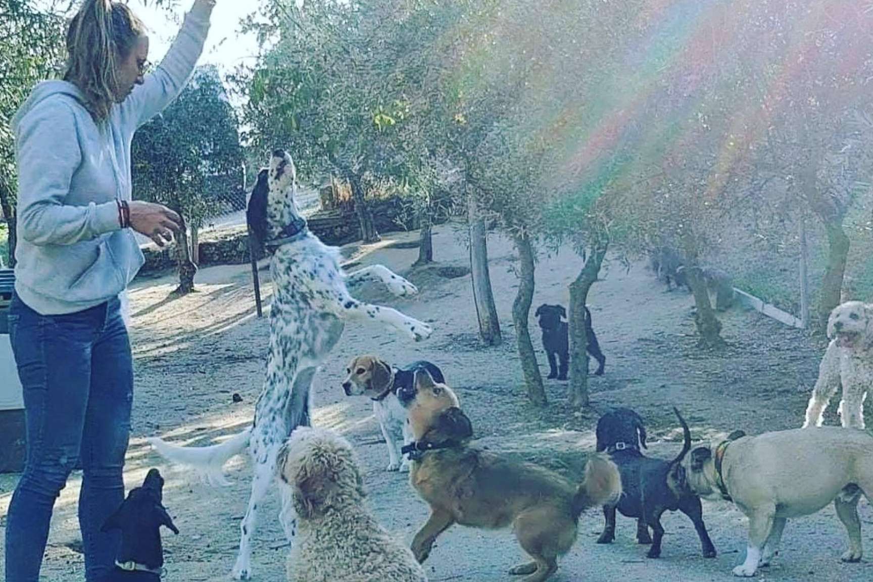 Una alternativa para que los mejores amigos del hombre no se queden solos en casa todo el día, la guardería de día de PERROBUENO
