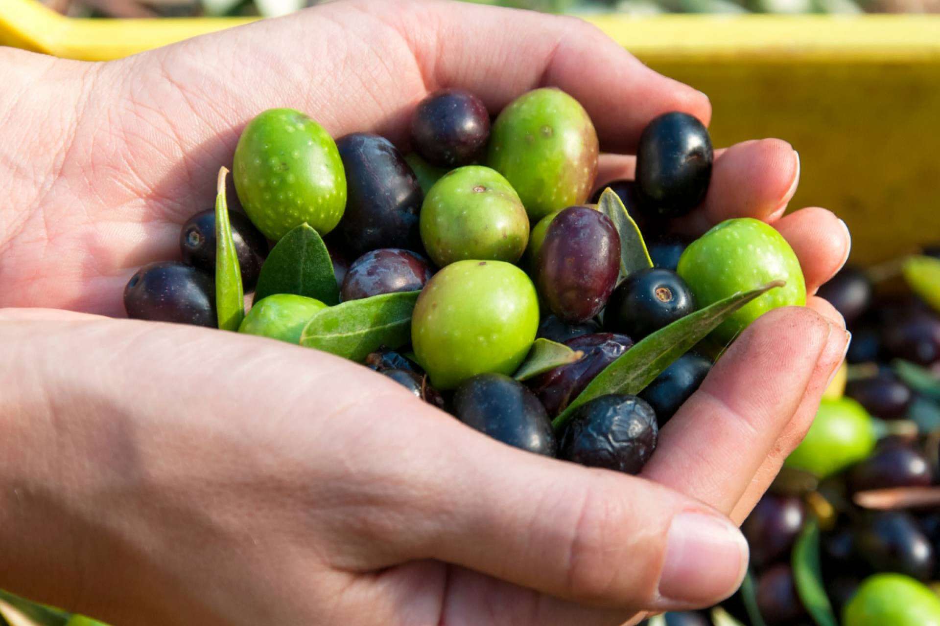 ¿Cuáles son los beneficios del aceite de oliva virgen extra de Olipaterna?