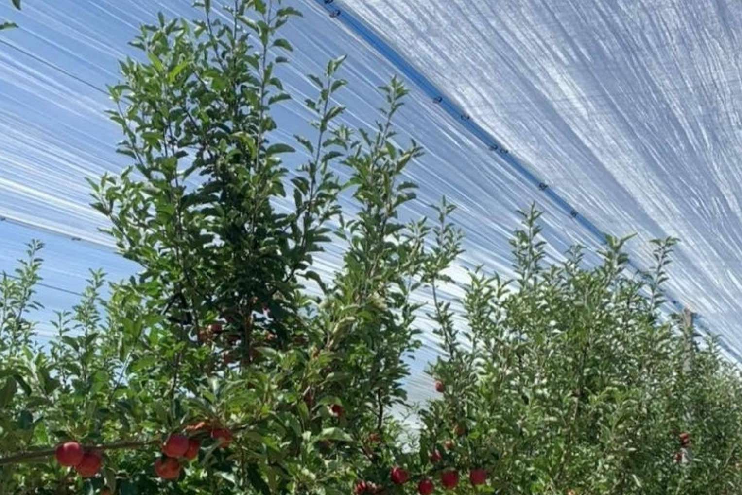 AGRICOLOR, la tecnología de AGRALIA para proteger los cultivos de los golpes de sol