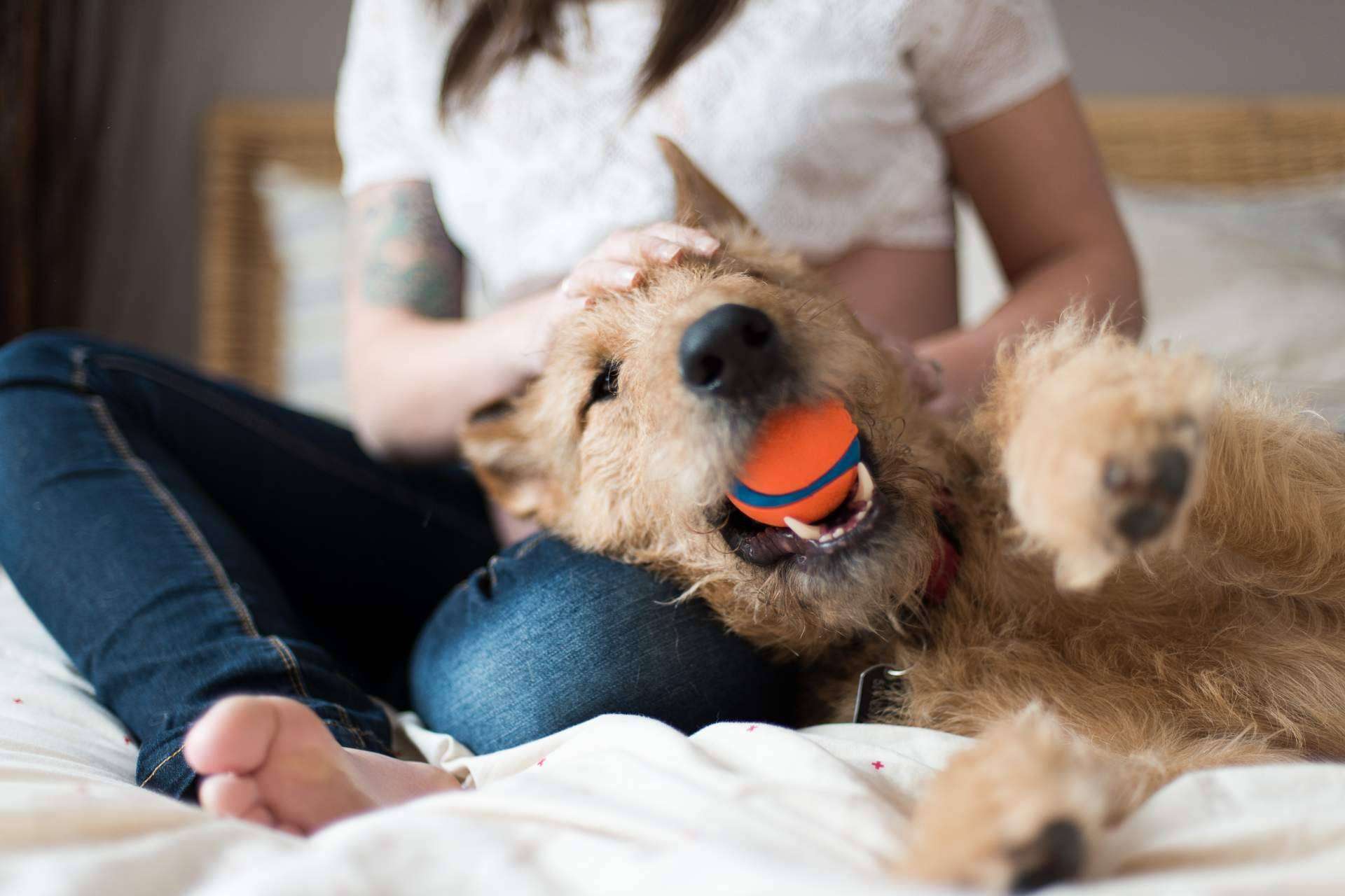 Miwuki Pet Shelter, la plataforma que busca una solución al abandono de mascotas en España