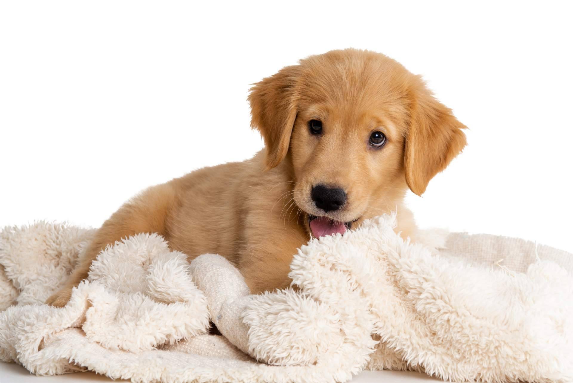 Comprar, en 101 Cachorros, cachorros de diferentes razas